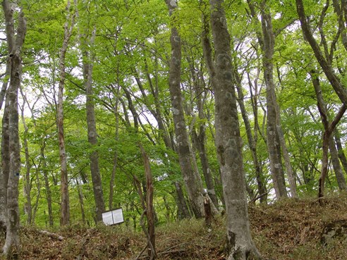 【その他】伊勢谷源流部のブナ林