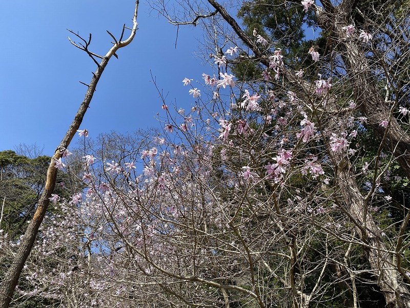 令和5年の開花の様子（令和5年3月22日）の画像2