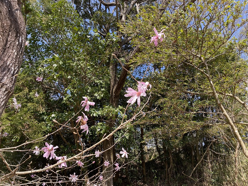 令和5年の開花の様子（令和5年3月22日）の画像3