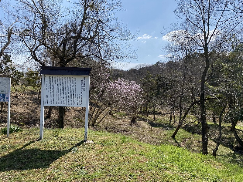令和5年の開花の様子（令和5年3月22日）の画像4
