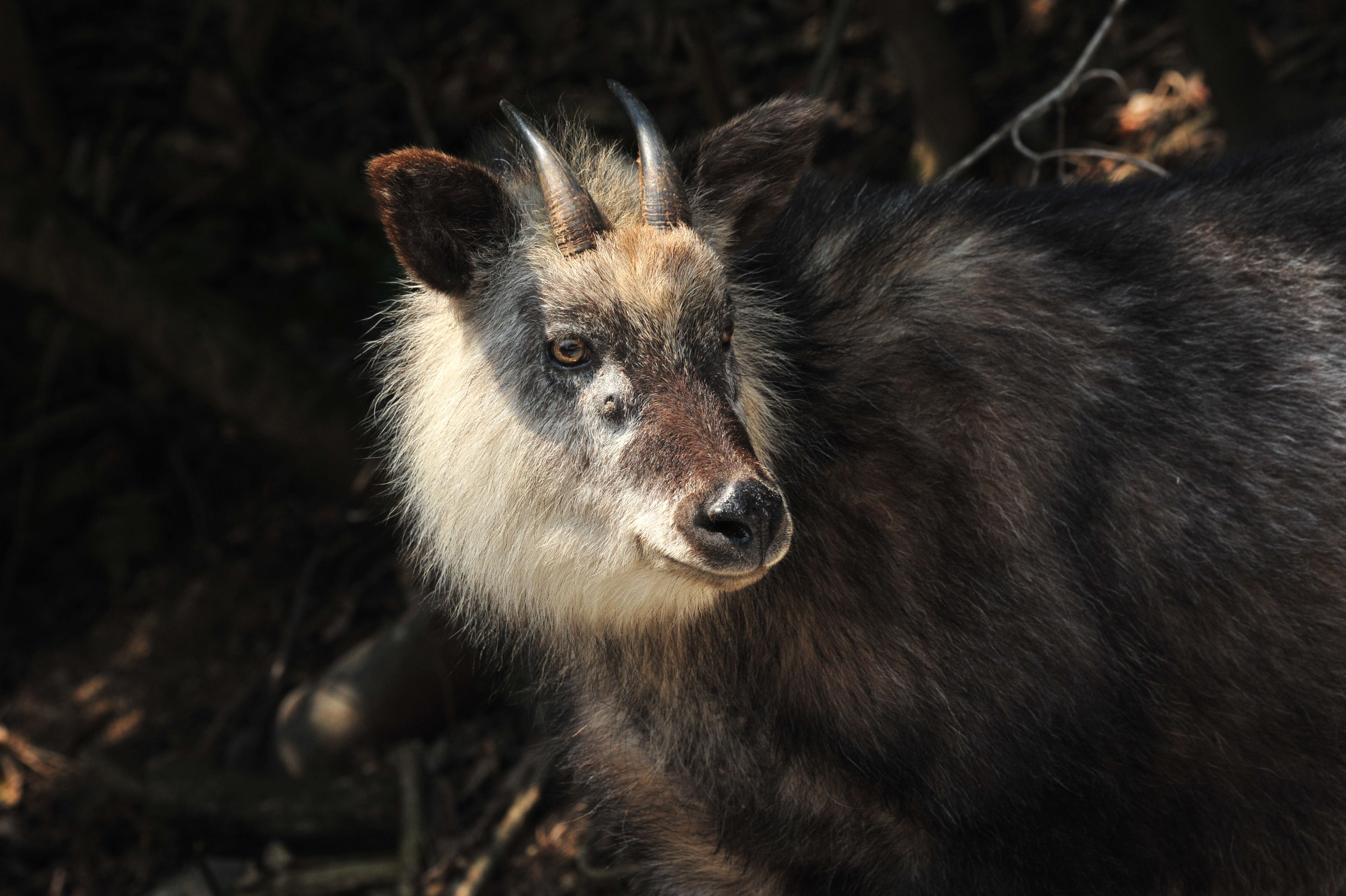 カモシカの画像1