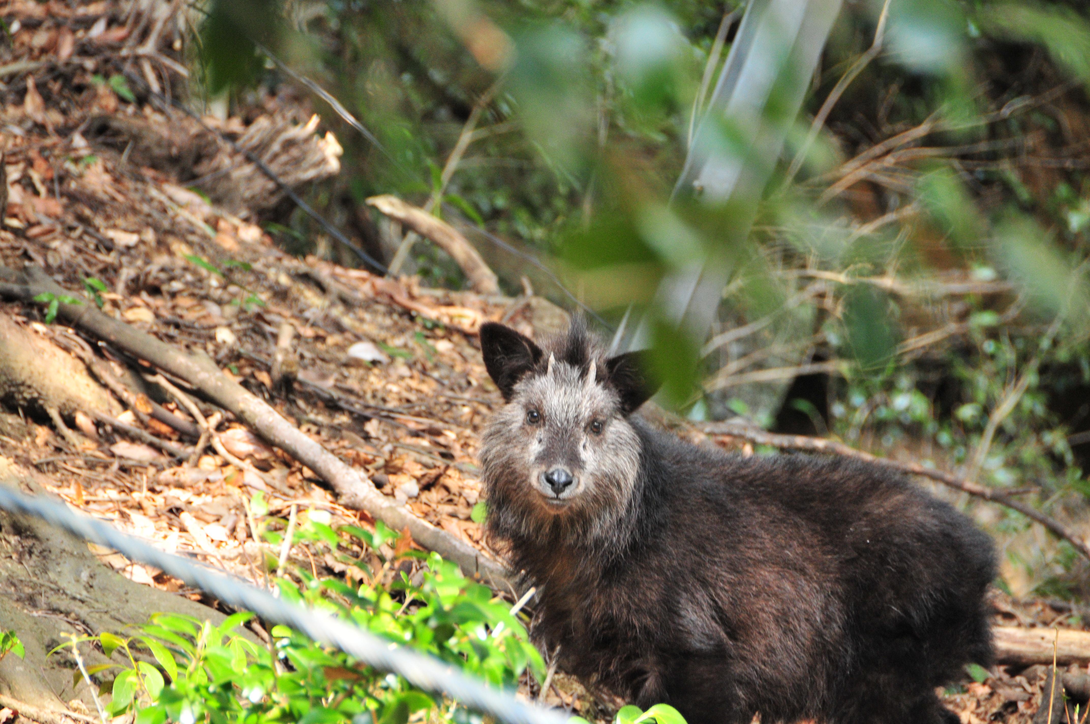 カモシカの画像2