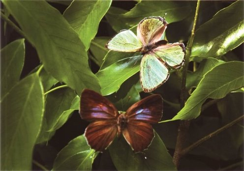 【県指定】キリシマミドリシジミ