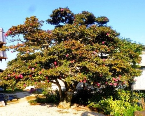 【県指定】奥郷の寒椿　「獅子頭」