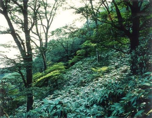【県指定】鎌ヶ岳　ブナ原始林
