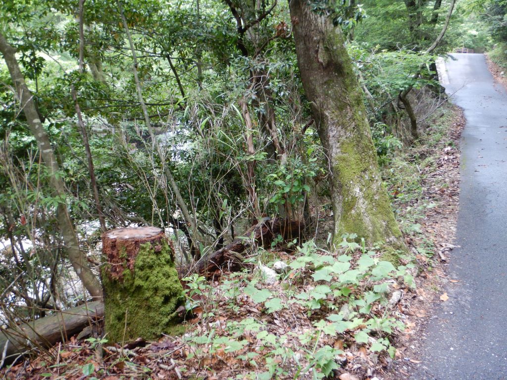 病虫害被害木伐採の画像