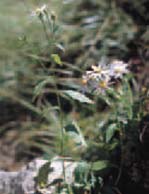 コモノギクの画像