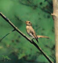 ウグイスの画像