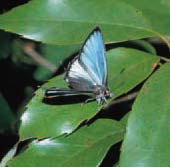 キリシマミドリシジミの画像