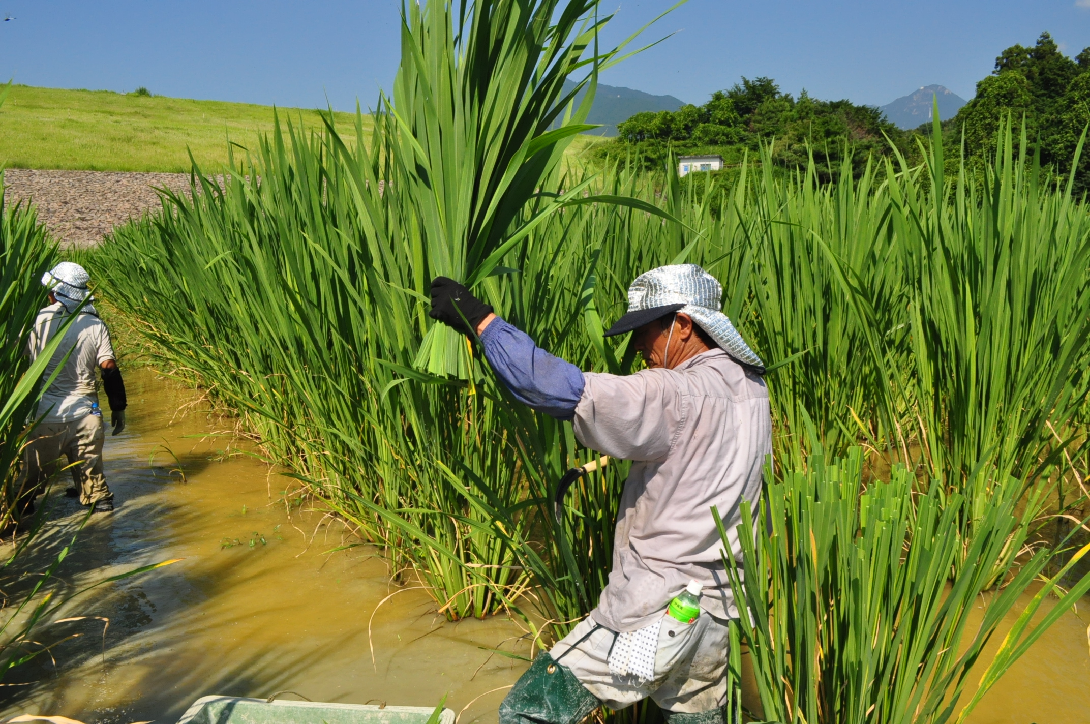 ようこそ菰野町への画像11