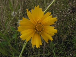 オオキンケイギク1