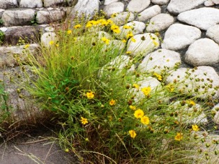 オオキンケイギク2