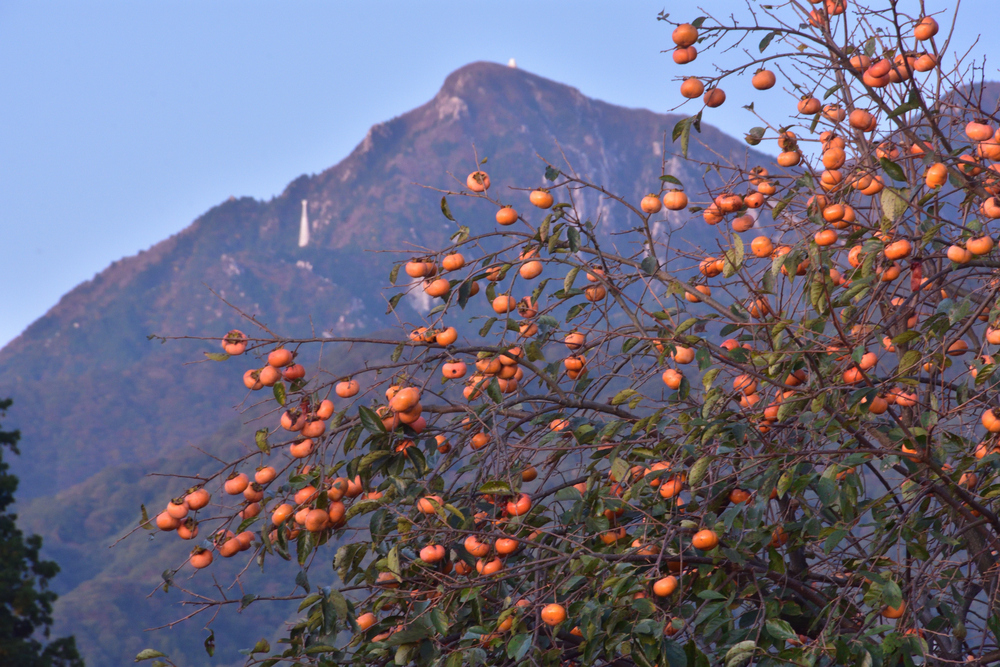 分野別目標の画像