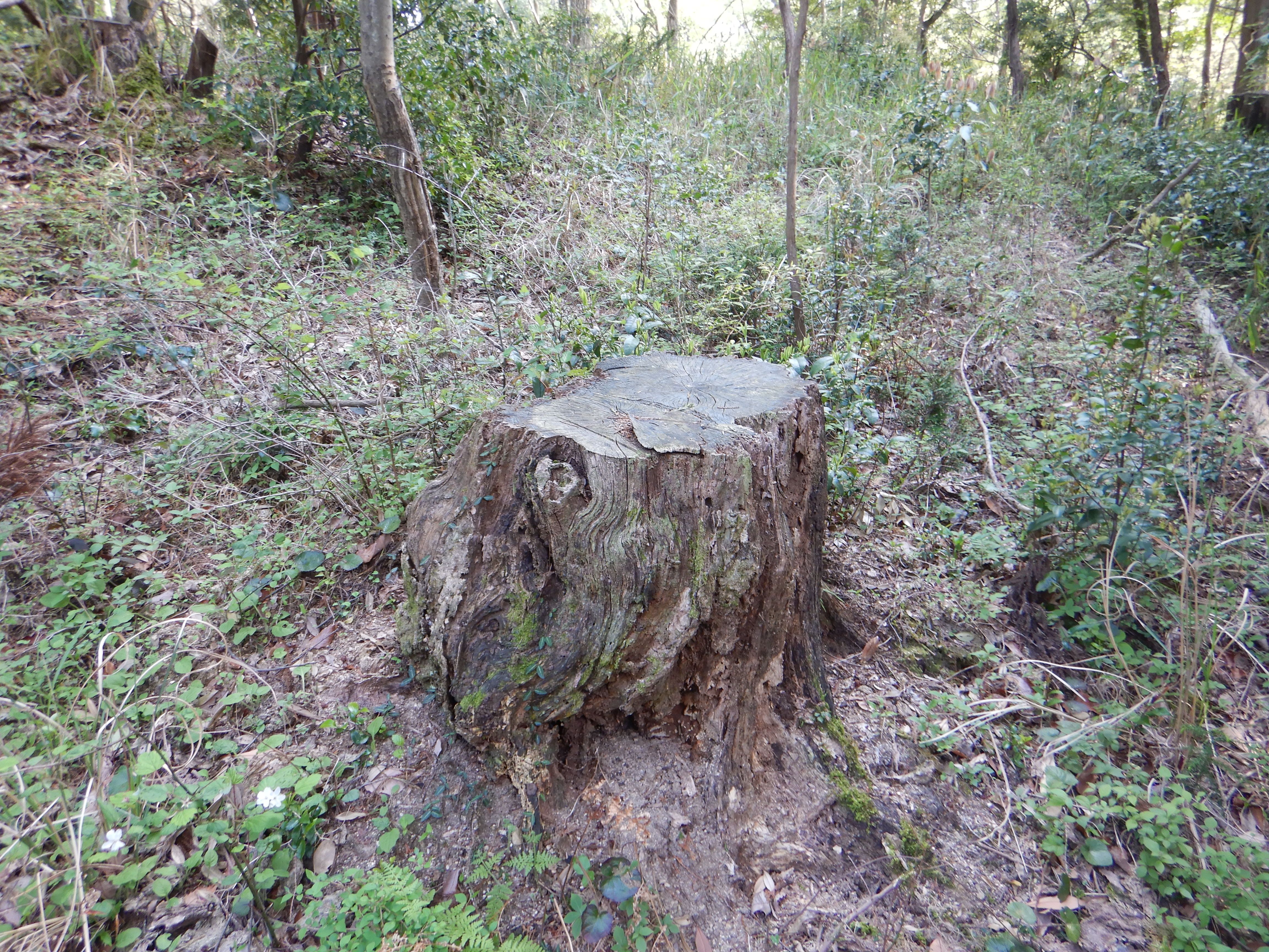 病虫害被害木伐採搬出処分の画像