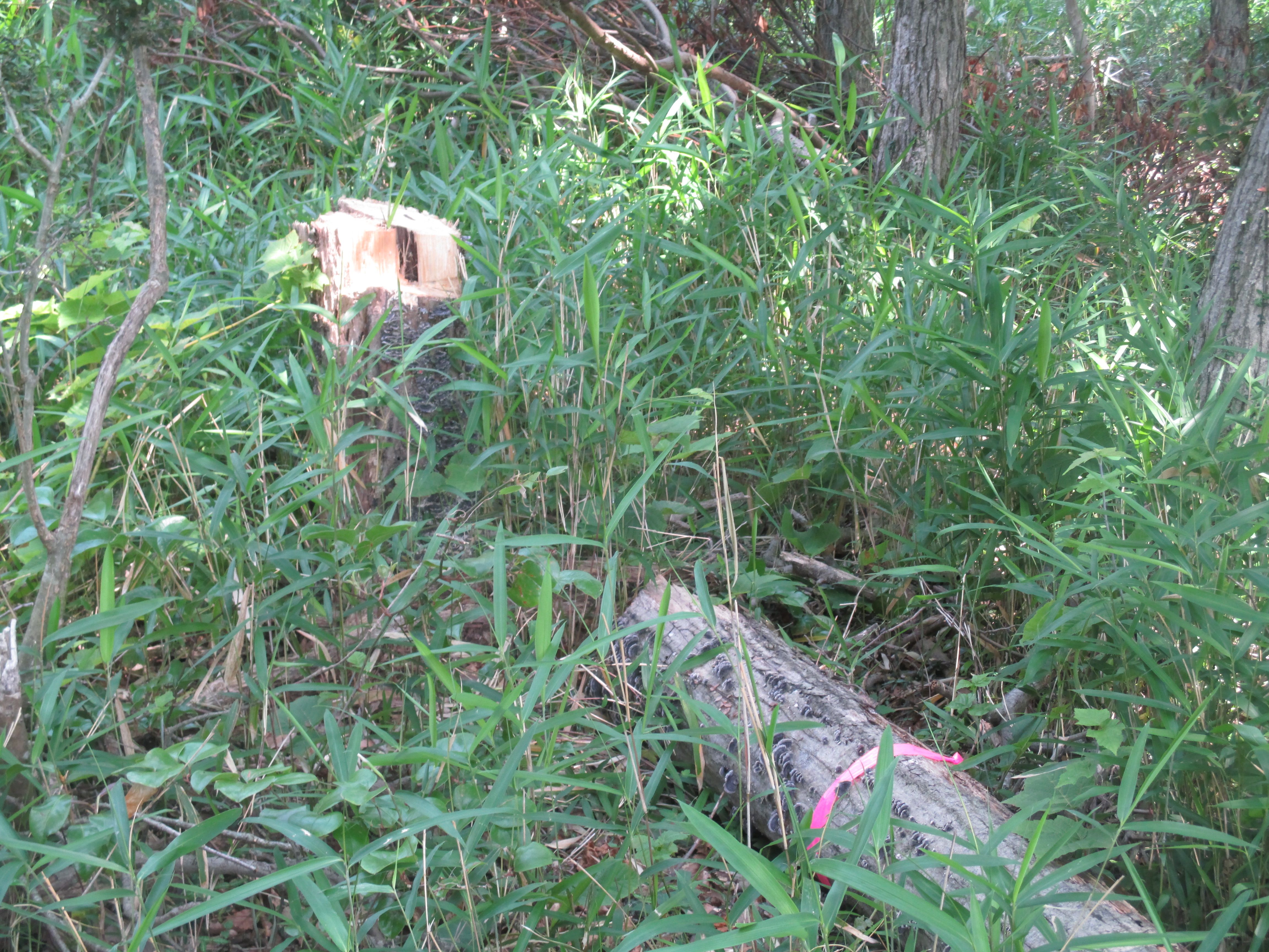 病虫害被害木伐採搬出処分の画像