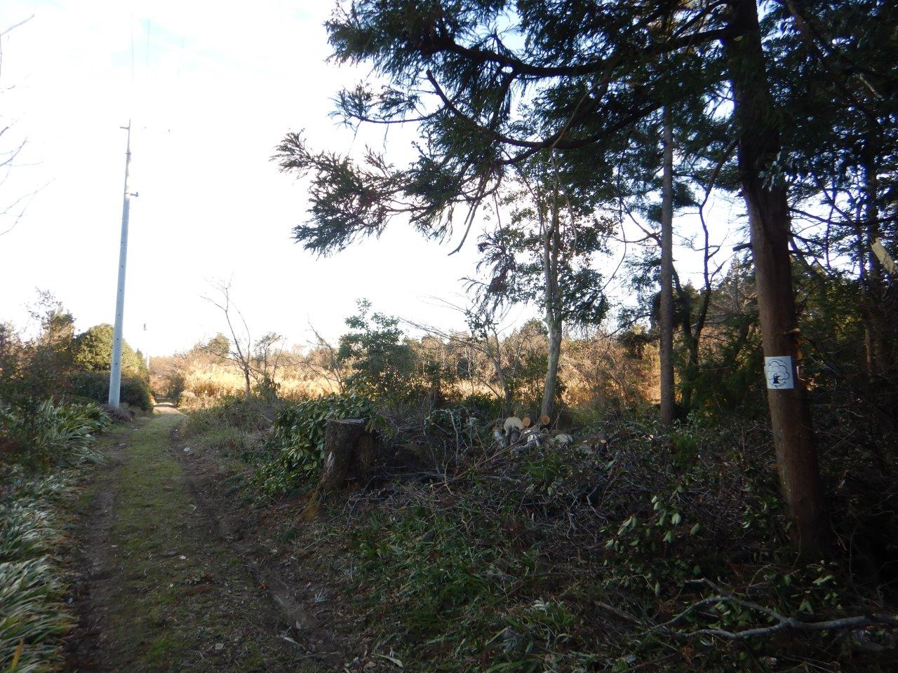 事前伐採箇所の画像