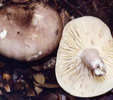 ニセクロハツの画像