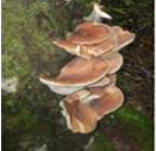 ツキヨタケの画像