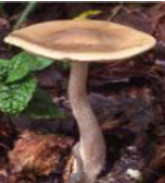 クサウラベニタケの画像