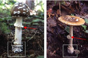 テングタケの画像