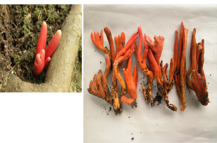 カエンタケの画像