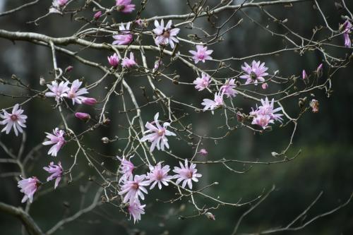 シデコブシの写真