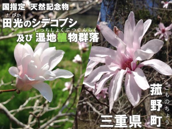 シデコブシ画像