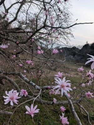 シデコブシ開花状況0324-01