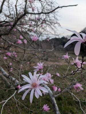 シデコブシ開花状況0324-02