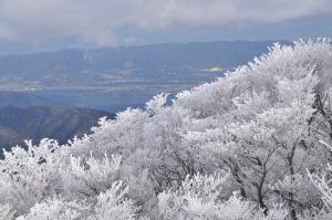 樹氷