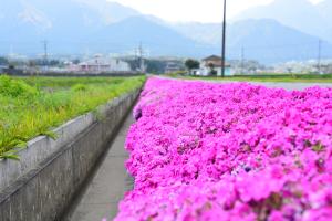 芝桜写真