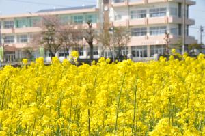 菜の花写真