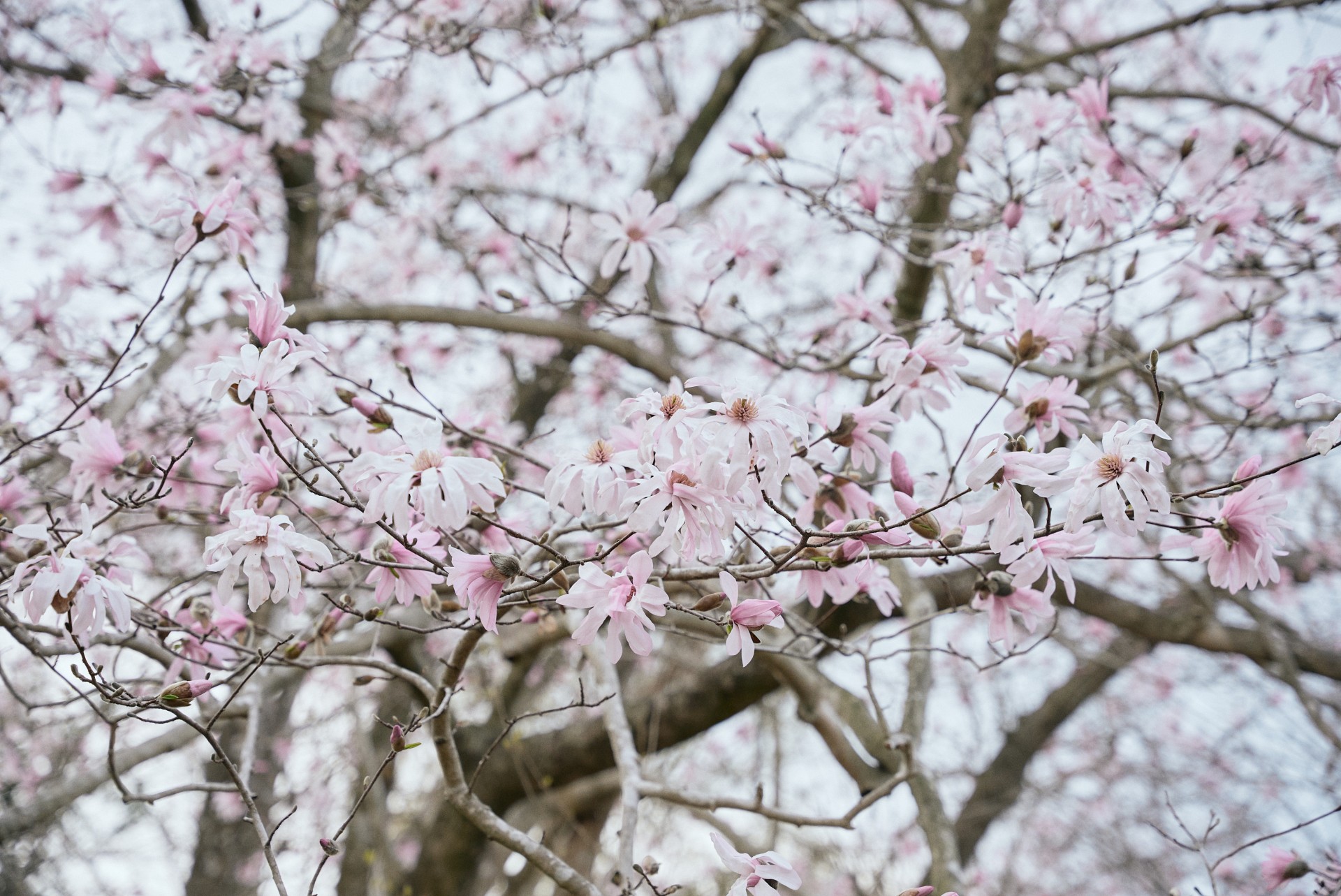 広報こもののタイトル画像
