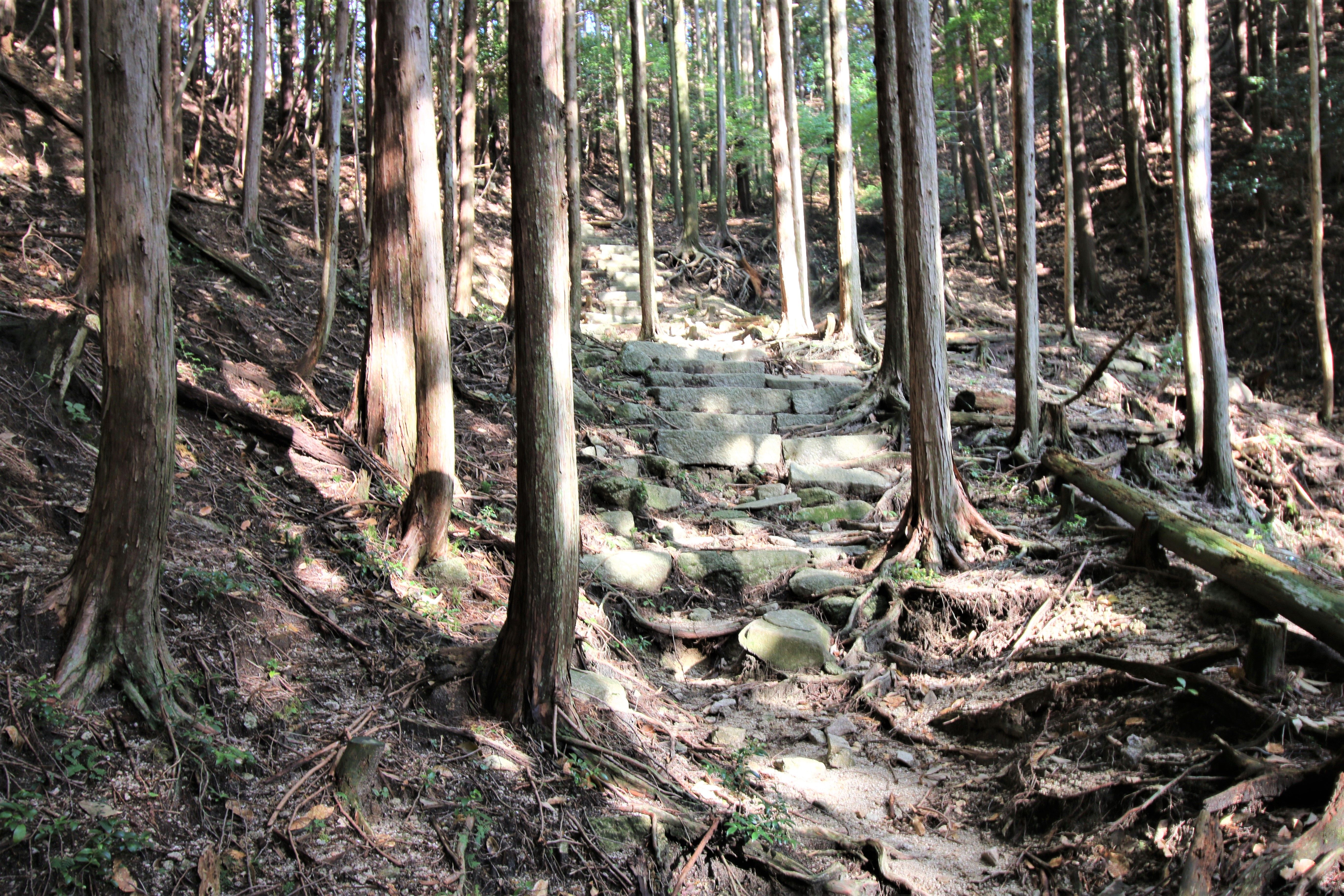 三岳寺廃寺跡(4)