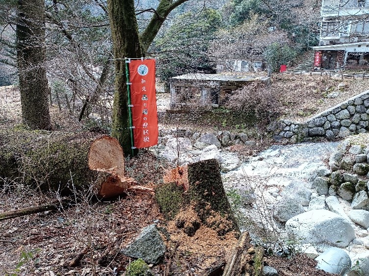 伐採